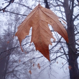 Танцуващи листа