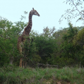 kruger national park