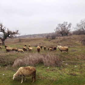 Село Песнопой