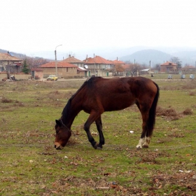 Село Песнопой конче