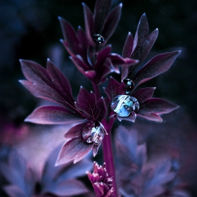 The tears of the purple flower