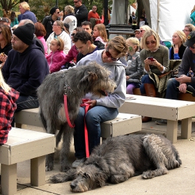 Irish Wolfhound