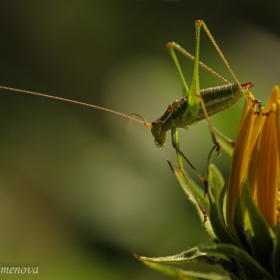 A portrait of the grasshopper as a young bug 