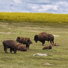 Theodore Roosevelt National Park