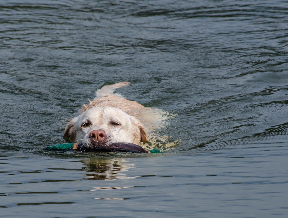 Кора