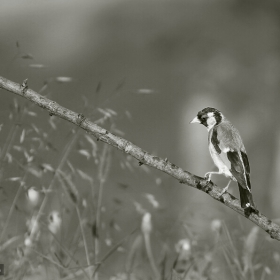 Кадънка / Щиглец / Goldfinch / Carduelis carduelis