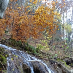 Лице в листата