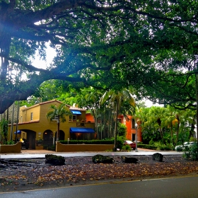 among the Banyan trees