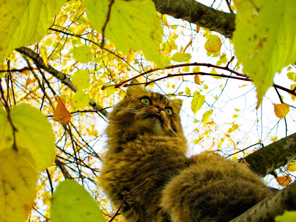 Чеширският котарак