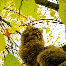 Чеширският котарак