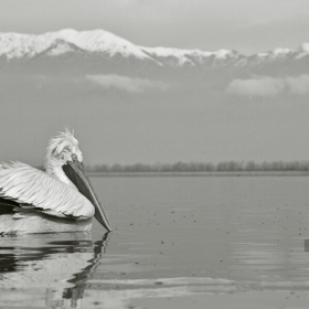 Къдроглав пеликан / Pelecanus crispus