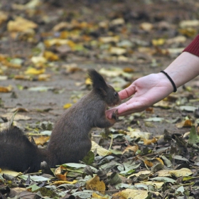 Взаимно доверие