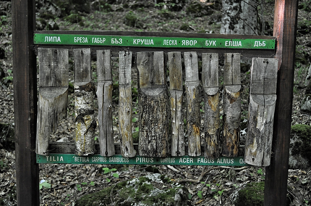 в гората
