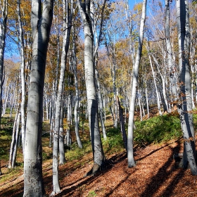 Буковата гора