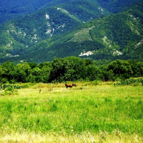 Самотен