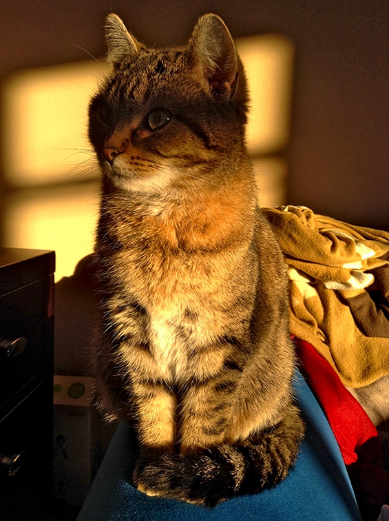 Este soy yo, El Gato con Botas