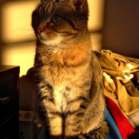 Este soy yo, El Gato con Botas