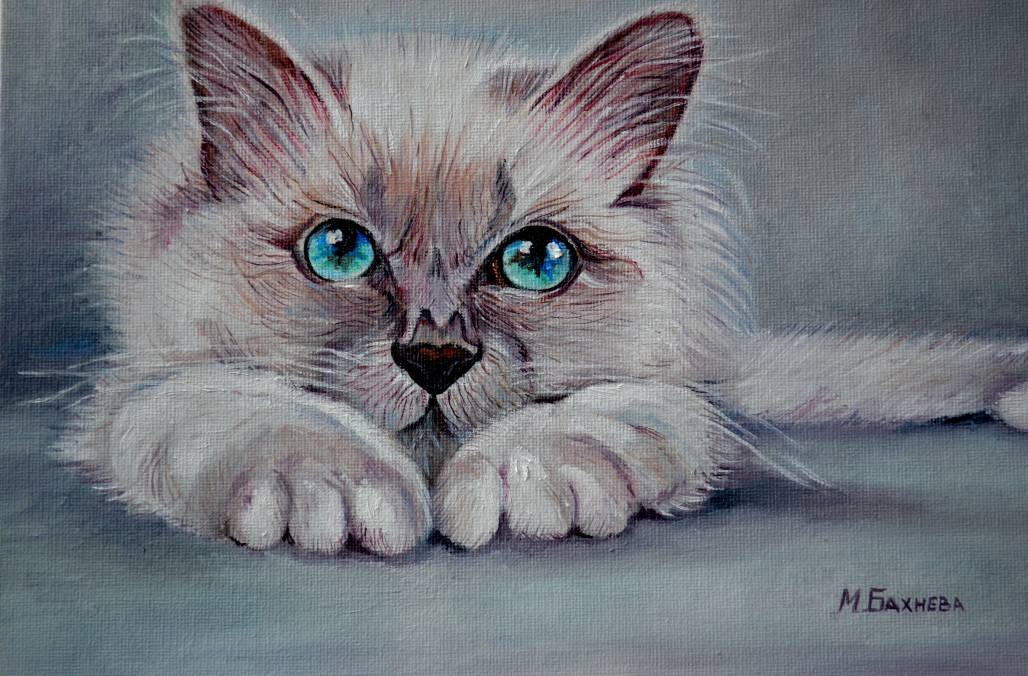 Сиамско котенце :)