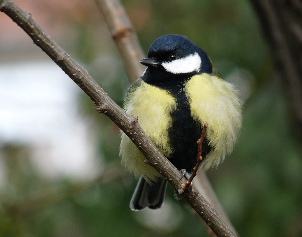 Голям синигер (Parus major)