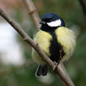 Голям синигер (Parus major)