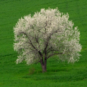 пролет 