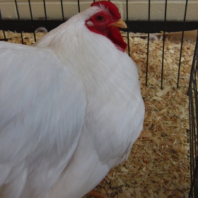 Specimen (county fair)