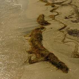 Косите на морето