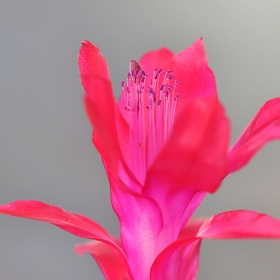 Schlumbergera