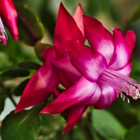 Schlumbergera truncata - Радост за очите