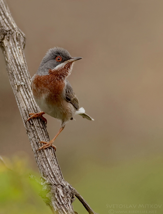 Червеногушо коприварче, (Sylvia cantillans / albistriata).