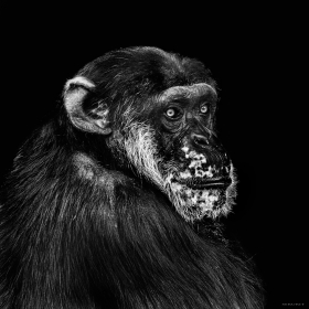 Chimpanzee