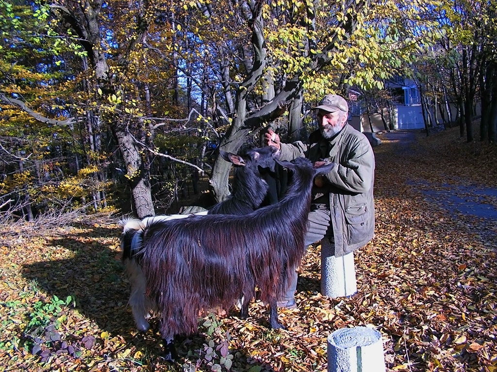 Последният боянски козар