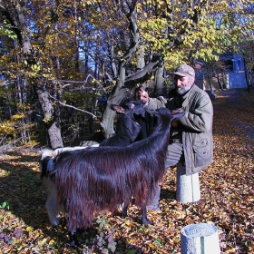 Последният боянски козар