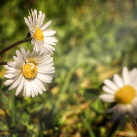 La primavera