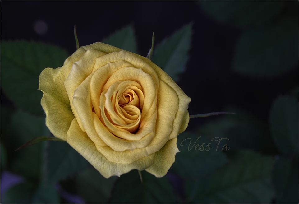 Just Rose ...