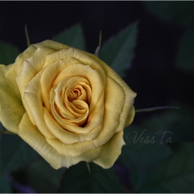 Just Rose ...