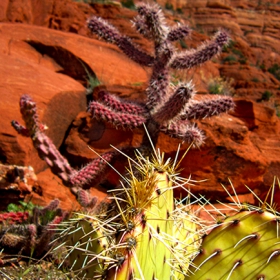 Cacti