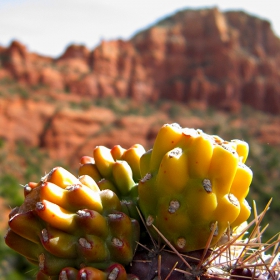 Cacti