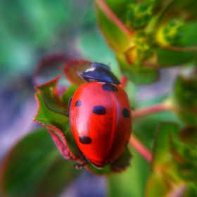 Ladybug