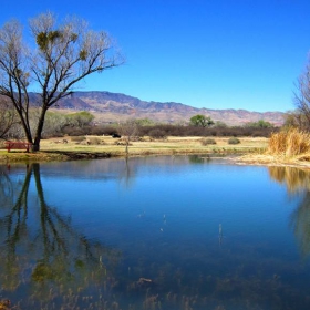 Dead Horse Ranch State Park, Cottonwood