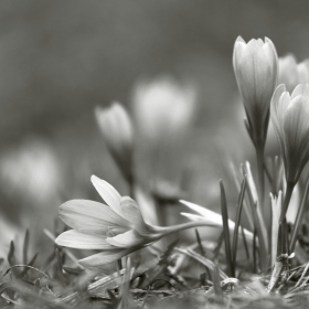 Сини минзухари (Crocus vernus)