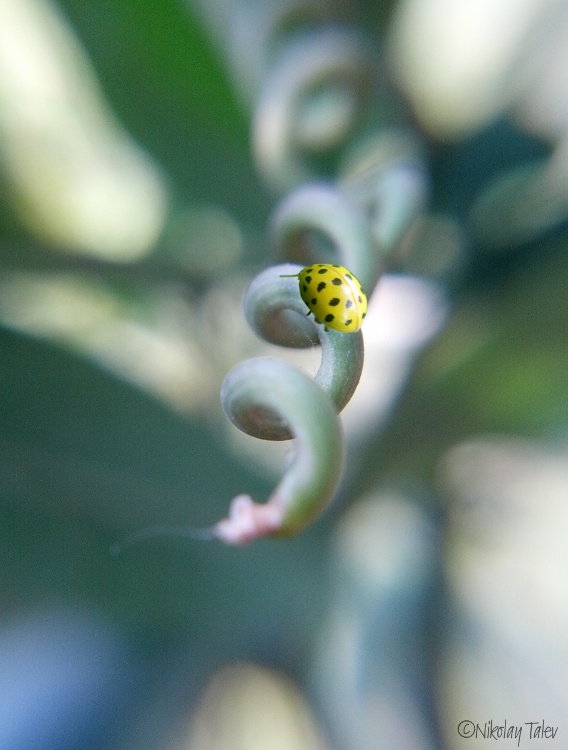 Life spiral 2