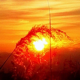 Golden sunrise under the core of the wheat ear