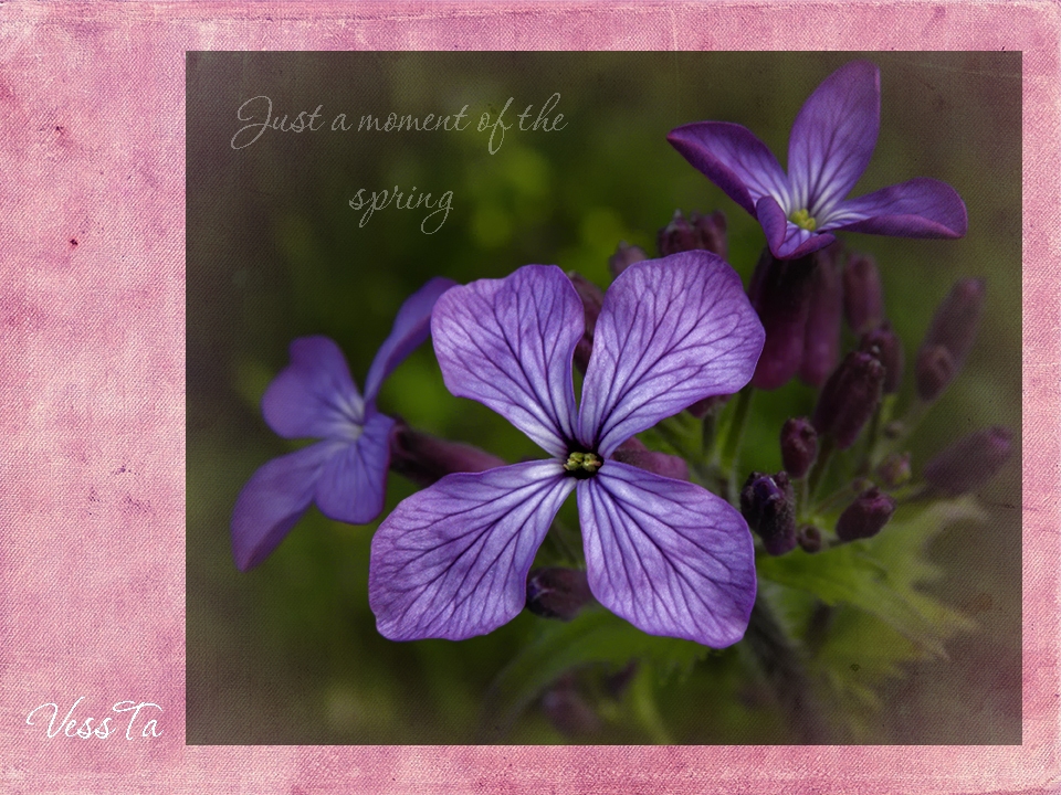 Just moment of the spring