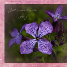 Just moment of the spring