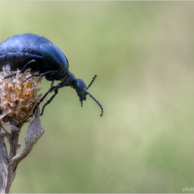 Meloe violaceus...