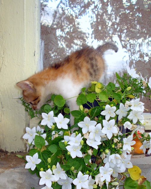 Чело коте