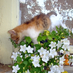 Чело коте