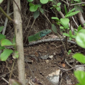 Зелен гущер (Lacerta viridis)