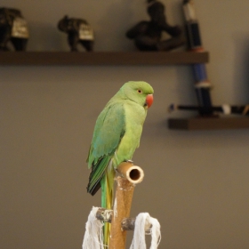 My Ringneck Parrot